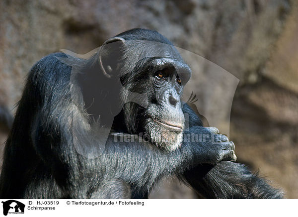 Schimpanse / HJ-03519