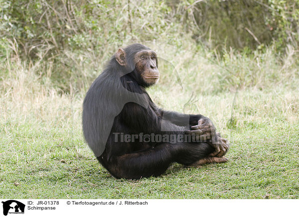 Schimpanse / common chimpanzee / JR-01378