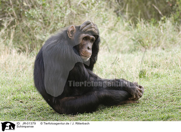 Schimpanse / JR-01379