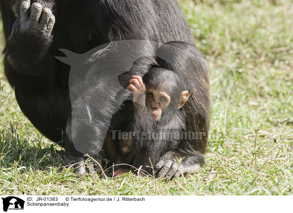 Schimpansenbaby / common chimpanzee baby / JR-01383
