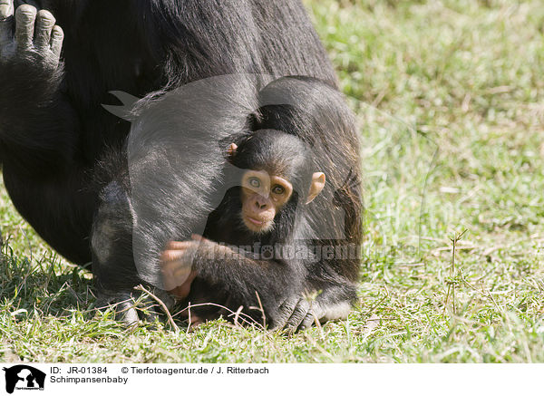 Schimpansenbaby / JR-01384