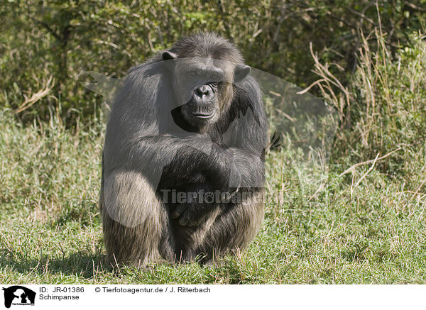 Schimpanse / common chimpanzee / JR-01386