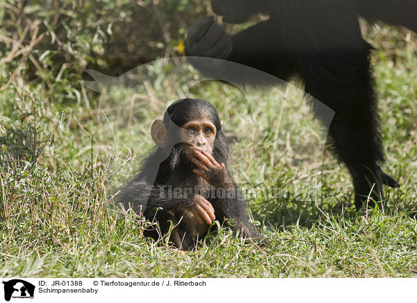 Schimpansenbaby / JR-01388