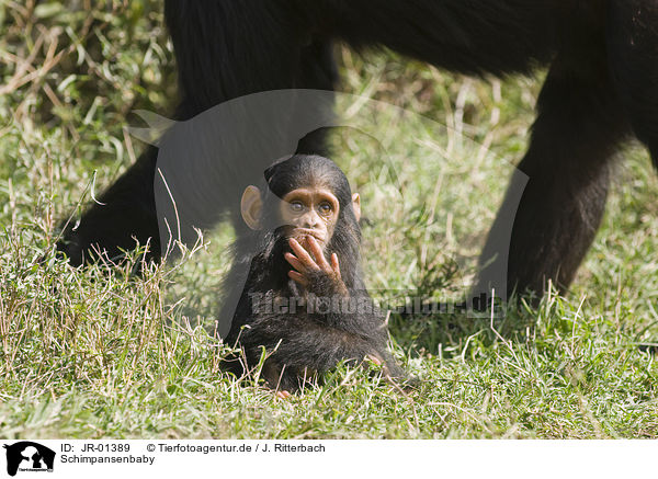 Schimpansenbaby / JR-01389
