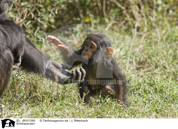 Schimpansen / JR-01390