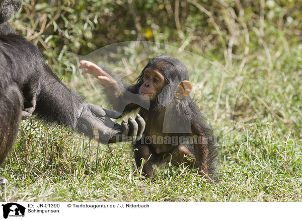 Schimpansen / common chimpanzees / JR-01390