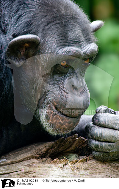 Schimpanse / robust chimpanzee / MAZ-02588