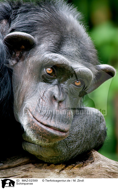 Schimpanse / robust chimpanzee / MAZ-02589