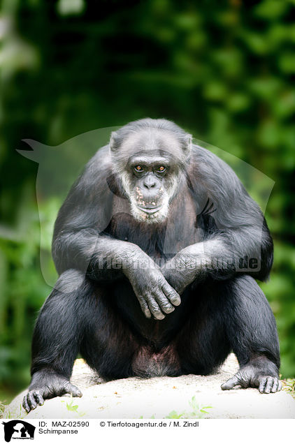 Schimpanse / MAZ-02590
