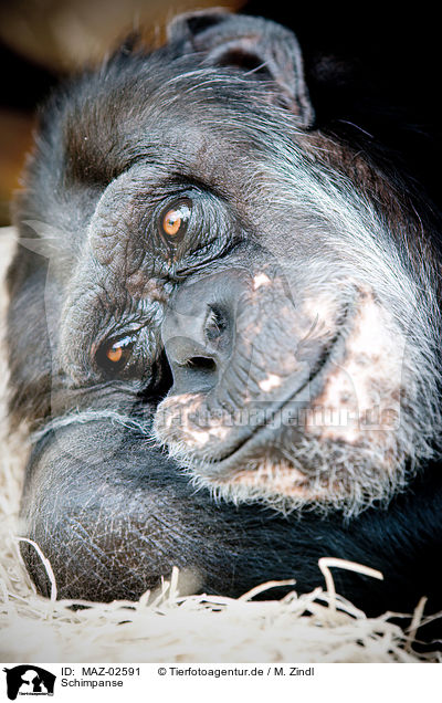Schimpanse / robust chimpanzee / MAZ-02591