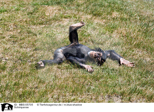 Schimpanse / common chimpanzee / MBS-05705