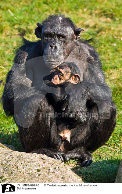 Schimpansen / chimpanzees / MBS-06946