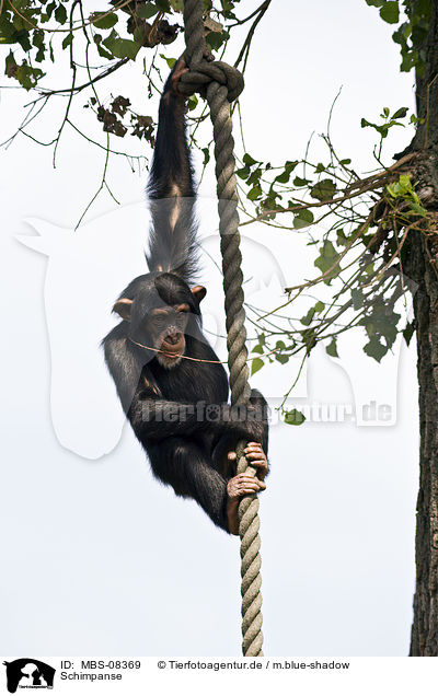Schimpanse / common chimpanzee / MBS-08369