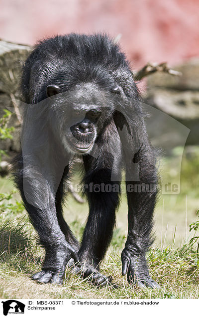 Schimpanse / common chimpanzee / MBS-08371