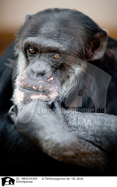 Schimpanse / common chimpanzee / MAZ-04364