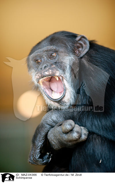 Schimpanse / common chimpanzee / MAZ-04366