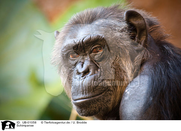 Schimpanse / chimpanzee / UB-01058