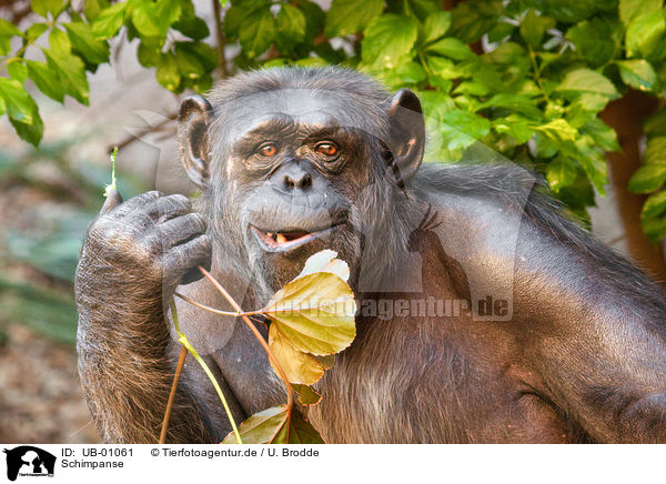 Schimpanse / chimpanzee / UB-01061