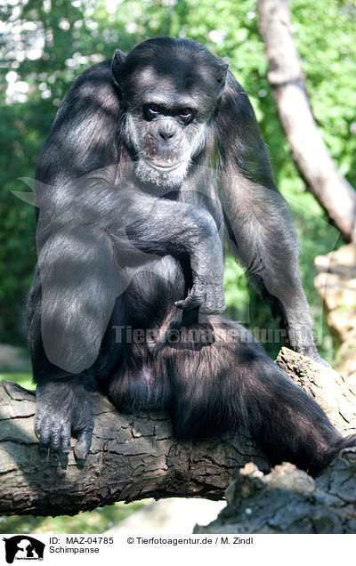 Schimpanse / common chimpanzee / MAZ-04785