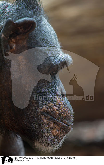 Schimpanse / common chimpanzee / AVD-03930