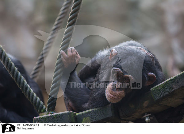 Schimpanse / common chimpanzee / AVD-03931