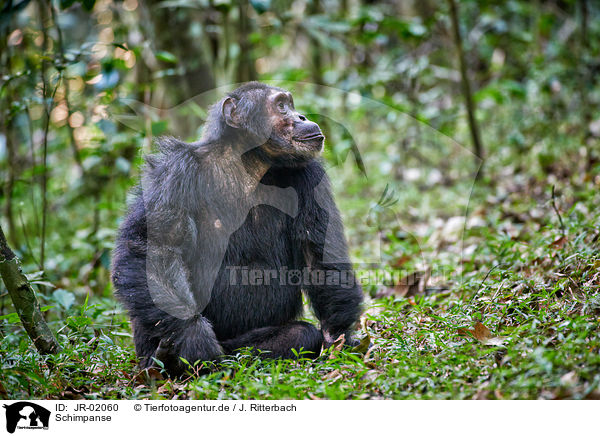 Schimpanse / common chimpanzee / JR-02060