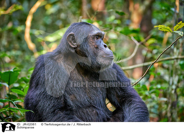 Schimpanse / JR-02061