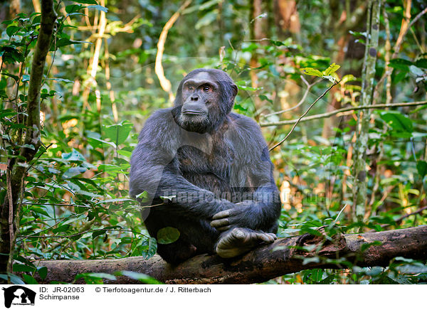 Schimpanse / common chimpanzee / JR-02063