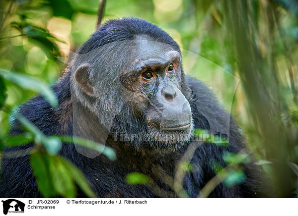 Schimpanse / JR-02069