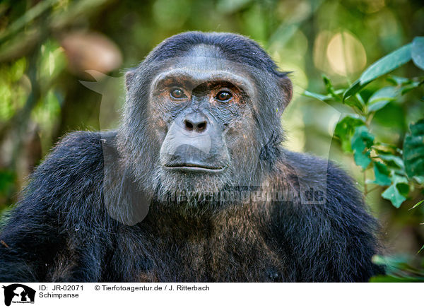Schimpanse / common chimpanzee / JR-02071