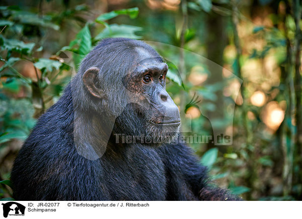 Schimpanse / JR-02077