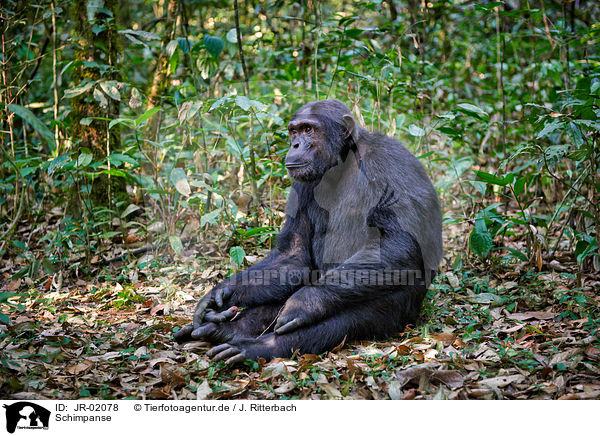 Schimpanse / JR-02078