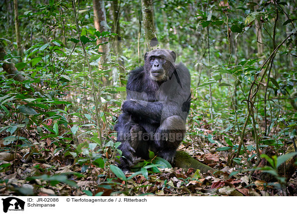 Schimpanse / common chimpanzee / JR-02086