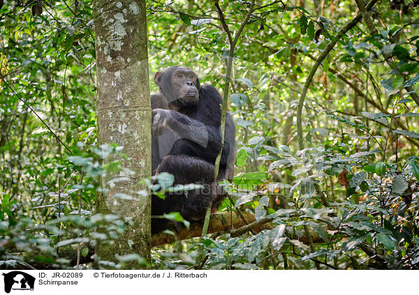 Schimpanse / common chimpanzee / JR-02089