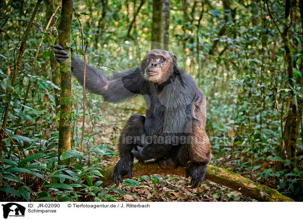 Schimpanse / common chimpanzee / JR-02090