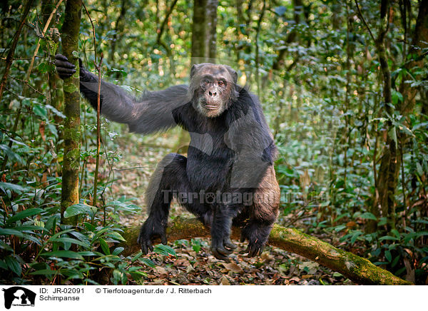 Schimpanse / JR-02091