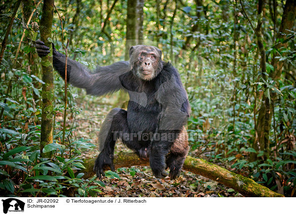 Schimpanse / common chimpanzee / JR-02092