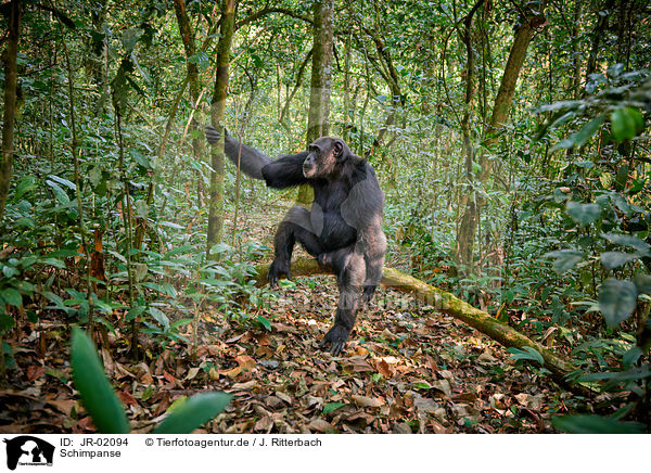 Schimpanse / common chimpanzee / JR-02094