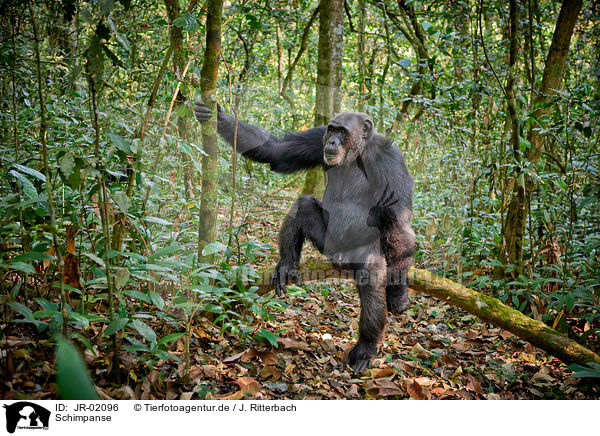 Schimpanse / common chimpanzee / JR-02096