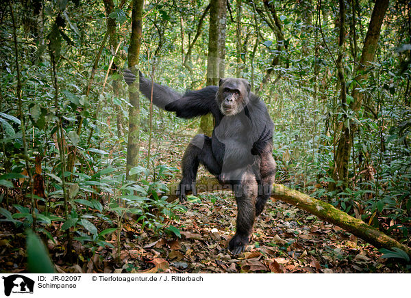Schimpanse / common chimpanzee / JR-02097