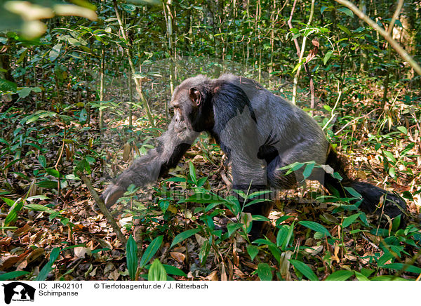 Schimpanse / common chimpanzee / JR-02101