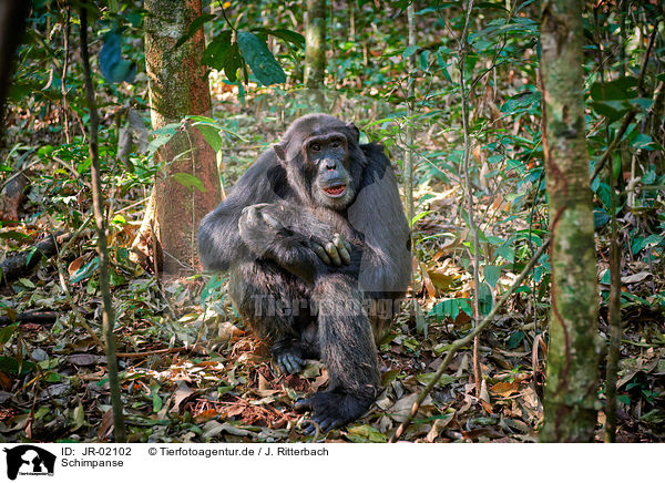 Schimpanse / JR-02102