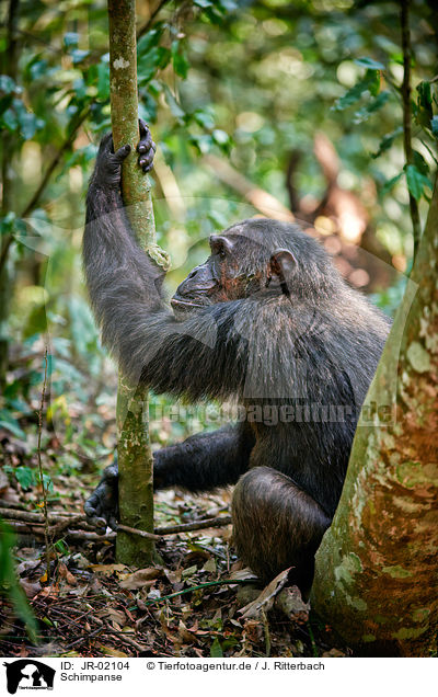 Schimpanse / common chimpanzee / JR-02104