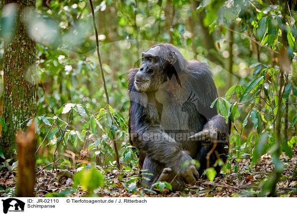 Schimpanse / common chimpanzee / JR-02110