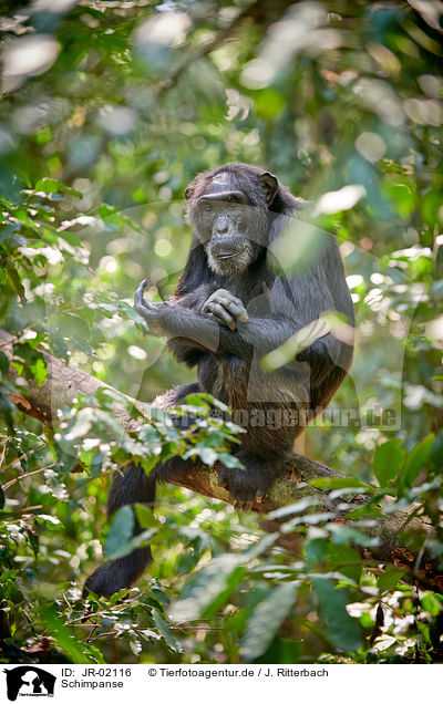 Schimpanse / common chimpanzee / JR-02116