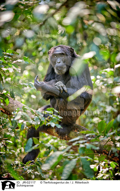 Schimpanse / JR-02117
