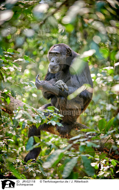 Schimpanse / common chimpanzee / JR-02118