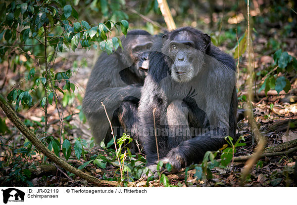 Schimpansen / common chimpanzees / JR-02119