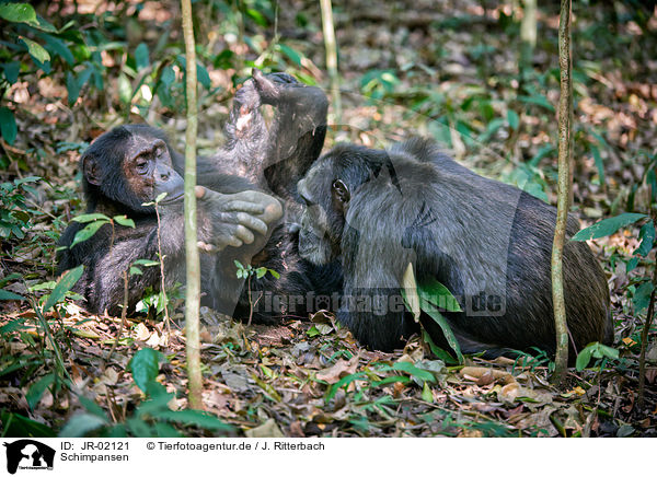 Schimpansen / common chimpanzees / JR-02121