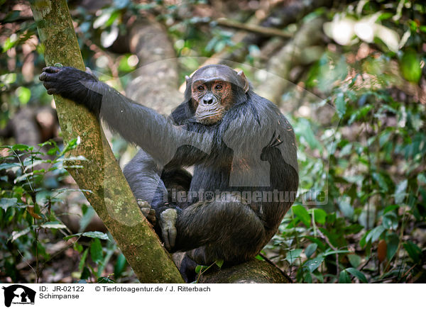 Schimpanse / common chimpanzee / JR-02122